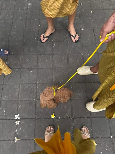 A high-angle shot captures a group of people and a dog on a tiled pathway. A brown poodle, wearing a yellow harness, is on a yellow leash held by a person's hand on the right. The poodle is curled up on the ground. The surrounding individuals are partially visible, with their lower legs and feet shown. One person wears black flip-flops, another dark blue slides, and two others wear light-colored slip-on shoes. The individuals are dressed in flowing garments with a striped pattern in yellow and brown hues. Several small white and yellow flowers are scattered on the dark gray tiled ground. The image appears to be taken in an outdoor urban setting.