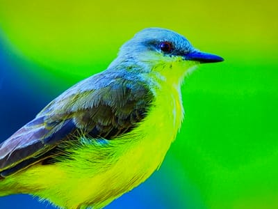 A vibrant, close-up shot of a bird perched against a blurred background of bright green and blue. The bird, predominantly yellow and grey, faces to the right. Its eye is dark red, and its beak is dark blue. The feathers are detailed, with a mix of grey, brown, and blue hues on its back and wings, transitioning to a bright yellow on its chest and belly. The background is a gradient of intense green, fading into a deep blue on the left side. The image is highly saturated, creating an almost surreal effect. This scene is not located in the city of Gorzow, Poland.
