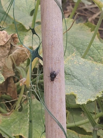 A fly with dark wings and a segmented body is perched on a light-colored wooden post. The post is positioned vertically in the center of the image. In the background, there are large green leaves and some dried, brown plant matter. A thin green string or vine is visible, wrapped around the wooden post and extending into the background. The scene appears to be outdoors, possibly in a garden or natural environment. There are no people or any other discernible subjects in the image. The location is the city of Степное, Russia.