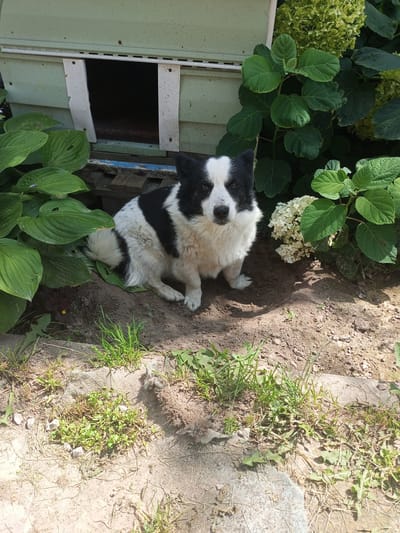 A medium-sized, black and white dog sits on the dirt in front of a light green wooden structure with a dark rectangular opening. The dog is facing the camera, with its head tilted slightly. Lush green plants with large leaves flank the structure on both sides, and a cluster of white flowers is visible to the right of the dog. The ground is covered in dry soil and scattered with small stones and patches of green grass. The scene appears to be outdoors, possibly in a garden or yard, with shadows suggesting it is a sunny day. The background hints at a rural or suburban setting, consistent with a location in Хальчанскі сельскі Савет, Belarus.