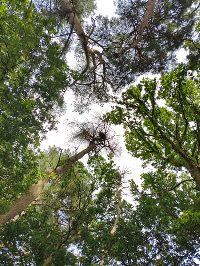 An upward-angle shot captures the canopy of a forest, with trees dominating the frame against a bright sky. The foliage is dense and green, with some bare branches visible, particularly in the center of the image where a dead tree trunk stands out. The scene appears to be a natural woodland area. This image is not identifiable as being in the city of Rugby, United Kingdom.