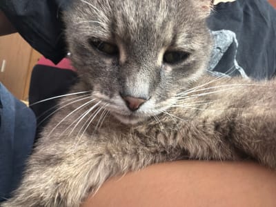 A close-up, over-the-shoulder shot shows a gray tabby cat held by a person. The cat's face is the primary focus, with its eyes partially closed and whiskers fanned out. The person's arm and shoulder are visible, supporting the cat. The background is blurred, showing hints of clothing and what appears to be wooden furniture. The scene is indoors, in a home setting. There is no information available about the location in the city of Prosena, Bulgaria.