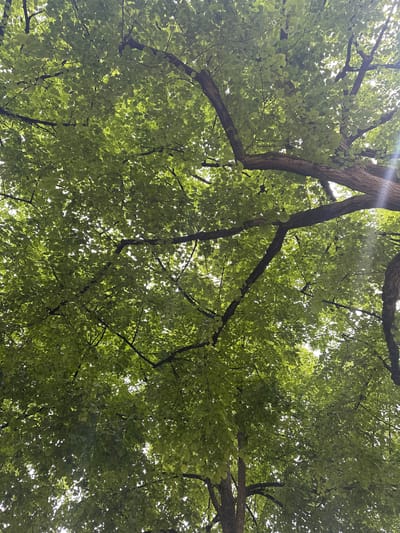 This image depicts a view looking up into the canopy of a tree. The leaves are predominantly green, with sunlight filtering through them. Branches of the tree are visible against the bright sky. While it is impossible to confirm with certainty the location is Heidelberg, Germany, based on the image alone, the tree species and general environment are consistent with trees found in urban settings in Germany.