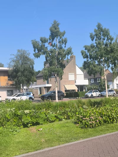 The image depicts a sun-drenched street scene in Aalsmeer, Netherlands. The foreground features a lush green lawn with vibrant bushes and some scattered white flowers. A brick pathway runs diagonally across the bottom right corner.
In the middle ground, a row of modern houses lines the street. The houses display a mix of architectural styles, with some featuring brick facades and others with lighter-colored exteriors and balconies. Trees with bright green foliage are interspersed among the buildings, providing shade.
Several cars are parked along the street or driving by. A white SUV is parked on the left, followed by a dark-colored car and a small white hatchback. Another white car is visible further down the street. A striped awning shades a window on one of the houses.
The sky is a clear, vibrant blue, indicating a sunny day. The light suggests it is daytime, likely late morning or early afternoon. The overall impression is one of a peaceful residential neighborhood bathed in bright sunlight. No people are visible in the frame. There is a small amount of debris on the grass in the foreground. A small license plate on the white hatchback has Dutch text and numbers.