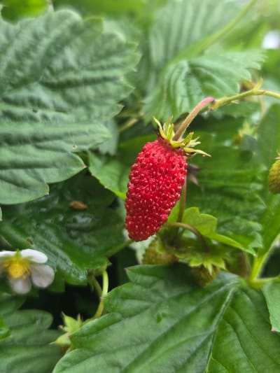 A close-up, vertical shot captures a ripe wild strawberry on a stem, surrounded by lush green strawberry leaves. The berry is a vibrant red, textured with numerous seeds, and hangs from a thin, light brown stem topped with green sepals. To the left of the berry, a delicate white strawberry flower with a yellow center is visible, also in focus. Several unopened green strawberries and more mature leaves complete the scene. The background consists of out-of-focus green foliage, suggesting a garden setting. The location is identified as "Восход Снт (фролово), Russia."