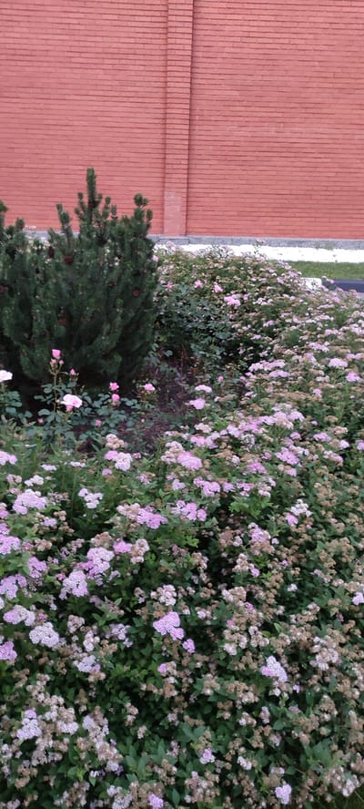 The image depicts a garden scene with a prominent red brick wall in the background. In the foreground, a variety of plants are visible, including a dark green coniferous bush with cones and several smaller bushes with clusters of light pink and white flowers. Some delicate pink roses are also interspersed among the greenery. The garden appears to be well-maintained, with dense foliage and blooming flowers. The setting suggests an outdoor environment, possibly a park or a residential garden, given the presence of both ornamental plants and a structured brick wall. The lighting suggests it might be daytime, but the overall tone is somewhat muted, perhaps indicating overcast weather or late afternoon. There is no visible text in the image. The location context provided is Rosinka, Russia.