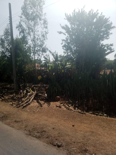 This image depicts an outdoor scene in Makera, Nigeria, under bright, possibly hazy daylight. The foreground features a segment of asphalt road on the bottom left, transitioning to a wide, reddish-brown dirt shoulder or ground surface. This dirt area contains scattered organic debris, primarily dried wood fragments and plant matter. Along the mid-ground, a dense, continuous hedge of tall, columnar green succulent plants, possibly Euphorbia species, forms a natural boundary. Behind this hedge, a variety of vegetation is present, including banana plants with large leaves and several mature trees with dense green canopies.

To the far left, a tall, dark utility pole, likely concrete or wood, stands vertically with overhead power lines extending horizontally to the right. Further back and slightly to the left, through the foliage, a glimpse of wooden framing or a roof structure is visible. No individuals, animals, or explicit actions are observed within the frame. The background consists of a bright, uniformly light sky.