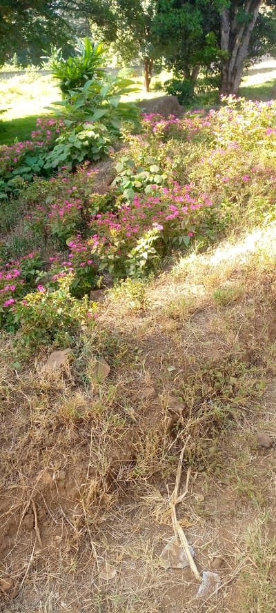 A hillside garden with vibrant pink flowers dominates the middle ground. A cluster of leafy green plants and a tall tree stand behind the flowers. The foreground is filled with dry grass and dirt, suggesting a less tended area. Sunlight filters through the trees, casting light and shadows across the scene. Scattered rocks are visible among the dry vegetation.