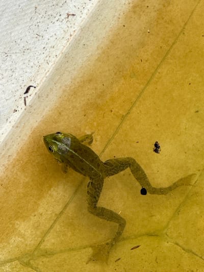 An overhead shot shows a small, green frog submerged in shallow, murky, yellowish water. The frog is positioned in the lower left quadrant of the frame, facing towards the top left corner. Its body is elongated, with visible webbed feet splayed out in the water. The frog has dark eyes and a distinct lateral stripe running down its body. To the right of the frog, a small, dark insect is visible on the surface of the water. The bottom of the container, which appears to be a man-made structure, is visible beneath the water and is lined with tan-colored tiles. Some debris, including small dark specks and a few elongated dark objects, are scattered on the bottom and in the water. The upper left edge of the frame shows a textured, off-white surface, possibly the edge of the container. The scene is outdoors and appears to be in a natural or semi-natural setting within the city of Nettuno, Italy.