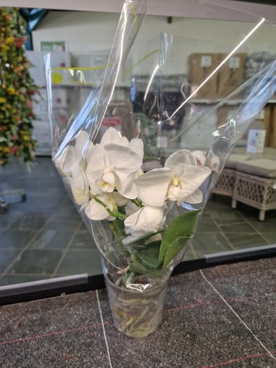 A close-up, low-angle, indoor shot depicts a potted white orchid wrapped in clear plastic. The orchid has multiple blooms and green leaves. The pot is transparent, revealing the roots within. The plant is positioned on a dark, textured surface. In the background, out of focus, is what appears to be a retail environment with shelves holding boxes, a decorative artificial Christmas tree with multi-colored lights, and a wicker-like outdoor furniture set. The scene is likely in a shop or garden center. No people are visible.