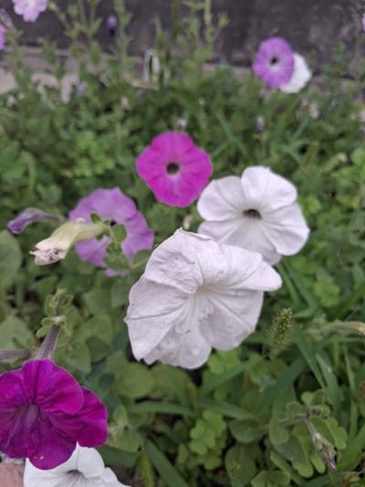 The image shows a close-up, eye-level view of a cluster of petunia flowers in bloom. Several flowers are visible, with colors including vibrant magenta, pale purple, and white. The flowers are set against a background of green foliage and a dark, textured surface that appears to be a paved area. The lighting suggests an outdoor setting during the daytime. This scene is located in the village of Guldala, Kazakhstan, likely in a garden or public space. There are no people or animals visible in the image.