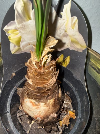 The image shows a close-up view of an Amaryllis bulb with a decorative tag behind it, placed in a black plastic pot. The bulb is substantial, with layers of dry, brown papery skin. A green stem or leaf emerges from the top of the bulb. The tag features an illustration of white and yellow Amaryllis flowers. The pot contains dark soil and some dry, brown organic debris. The background is a plain, light-colored textured wall. The scene is indoors, likely on a windowsill or table, given the lighting and the presence of a plant. The image does not contain information about the city of Hainstadt, Germany, or any people, actions, or interactions.