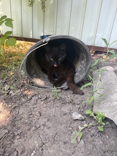 A black kitten is perched inside a weathered, dark gray bucket. The kitten is looking out of the bucket with its green eyes wide open and its pink tongue sticking out slightly. Its fur appears a bit messy, suggesting it might be an outdoor stray. The bucket is placed on the ground, surrounded by dry, cracked earth and scattered green weeds. In the background, a portion of a corrugated metal fence is visible on the left, and a rough, gray surface, possibly a piece of roofing material or concrete, is seen behind the bucket. The scene appears to be outdoors, likely in a rural or semi-abandoned area, given the rough ground and discarded materials. The lighting suggests it's daytime, with shadows indicating sunlight. The overall impression is one of a kitten in a somewhat neglected environment, possibly seeking refuge or exploring its surroundings. There is no visible text in the image.