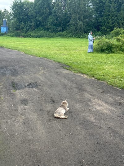 A tabby cat is lying on a dark asphalt path in what appears to be a rural setting near the city of Rassvet, Russia. The cat is positioned in the foreground, facing left, with its tail curled around its body. The path has tire tracks and some debris on it. In the middle ground, a woman wearing a blue headscarf and a matching blue dress is standing in a grassy field, looking at her phone. Behind the woman and the field are dense green trees. To the far left of the image, a small blue building with a pointed roof is visible, partially obscured by trees. The sky is overcast.