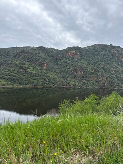 The image displays a natural landscape in Mogadouro, Portugal, featuring a calm body of water flanked by a verdant hillside under an overcast sky. The upper third of the frame reveals a light grey, cloudy sky. A large, undulating hillside, covered in dense, dark green foliage and interspersed with exposed reddish-brown rock formations, occupies the middle ground and is reflected distinctly on the dark, placid surface of the body of water. The water itself spans the horizontal midsection of the image. The foreground, comprising the lower third, consists of tall, lush green grass mixed with some lighter dried stalks, and scattered yellow wildflowers are visible towards the lower left. No discernible human figures, animals, or man-made structures are present within the scene.
