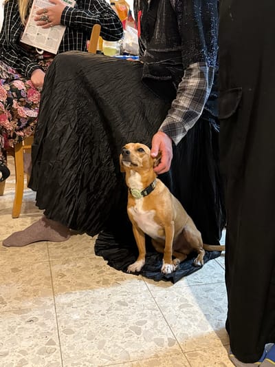The image depicts an indoor scene on a light-colored, tiled floor. A light brown dog with a black collar and a green tag lies on a gathered black skirt, its head being petted by a hand. Part of a person is seated wearing a patterned shirt, reading a document. Another person stands above the dog. The location is likely within the city of Modiin-Maccabim-Reut, Israel.