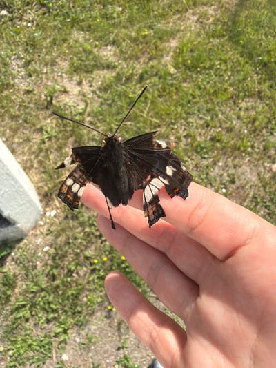 A dark-winged butterfly, possibly a Red Admiral, with torn wings rests on an outstretched human hand. The butterfly's wings display a pattern of white and orange markings. The hand is positioned against a background of green and brown grass, with scattered small yellow flowers. A light-colored, rough-textured object, potentially a concrete block, is visible to the left of the hand. The scene appears to be outdoors on a sunny day. The location is the city of Bratsk, Russia.