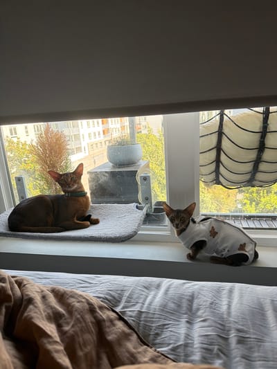 Two domestic cats are positioned on a windowsill. The cat on the left, an Abyssinian with a brown coat and green collar, rests on a light gray mat. The cat on the right, a smaller cat with a gray coat, wears a white garment adorned with teddy bear figures. The windowsill overlooks a city scene with buildings and trees, suggesting an urban environment, likely Glendale, United States of America, given the context. The foreground shows a bed with brown and white linens.