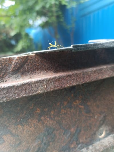 A praying mantis is perched on a rusty metal surface. The background is blurred and shows green foliage and a blue structure. The image is a close-up shot focusing on the insect and the texture of the metal. There is no indication of the city of Otradnaya, Russia, in the image.