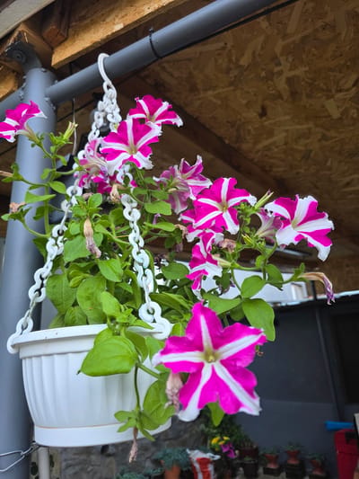 A hanging white plastic planter filled with vibrant pink and white petunias is suspended from a grey pipe under a wooden overhang. The petunias are in bloom, with some showing signs of wilting. Green leaves and stems are visible throughout the planter. The planter is attached to the pipe with a white plastic chain. The background shows a wooden ceiling and a dark wall. This scene is located in Gara Oreshets, Bulgaria, under the shelter of an outdoor structure, suggesting a residential or garden setting.