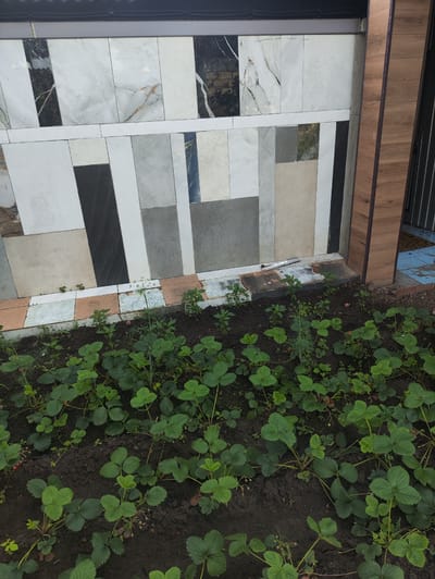 This image captures an outdoor scene in the city of Oral, Kazakhstan, focusing on a garden bed filled with lush green strawberry plants. The plants are in various stages of growth, with some showing developing fruit. The soil appears dark and rich, suggesting a healthy environment for the plants.
Behind the garden, a wall is visible, constructed with a mosaic of rectangular tiles. These tiles vary in color and pattern, featuring designs that mimic marble and stone, with prominent veins of black, white, and beige. The arrangement of the tiles creates a visually striking backdrop. To the right of the tiled wall, a wooden structure is present, adding a natural element to the scene. Further to the right, a portion of a black metal gate or fence can be seen, hinting at a boundary or entrance. The overall impression is one of a carefully curated outdoor space, possibly a garden area adjacent to a building or exhibition space showcasing tile designs. There are no people visible in the image.