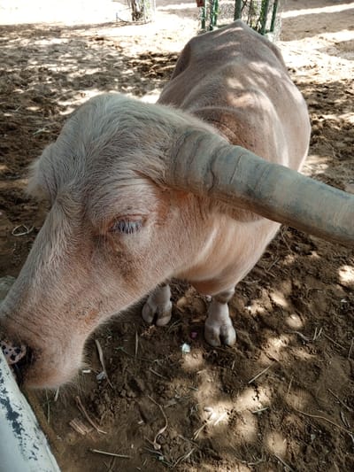 A light-skinned buffalo with a pale body and horn is standing on sandy ground in Phước Hải, Vietnam. The buffalo's head is lowered, and its eye is visible. A large, curved horn extends from its head. The ground is dry and dusty, with some scattered dried leaves and twigs. The scene is illuminated by dappled sunlight filtering through unseen foliage.