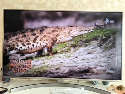 A television screen displays a nature documentary or program. The program features a close-up view of a crocodile's scaly back and head, resting on a grassy embankment. A small bird with black and white markings is visible in the background on the right side of the screen, near a graphic that reads "4 HD". Below the crocodile image, there is Russian text that translates to "Wild, Wild World" in a fiery, stylized font. The television set itself is silver and LG branded, and it rests on a white surface, possibly a table or desk. The background of the room shows a textured wallpaper. There are no people visible in the image, nor any direct interaction occurring. The scene is forensic and factual, describing the visual elements present on the screen. The location of Gal'chino, Russia, is not depicted in the image, nor is it relevant to the content shown on the television.