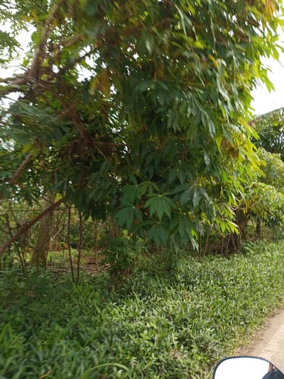 The scene depicts a roadside environment in Cibadak, Indonesia, observed from a low angle, likely from a moving vehicle. A reflective mirror and a partial dark-skinned limb are visible in the lower right foreground, consistent with a motorcycle perspective. The primary subject is dense, tropical vegetation. Multiple trees with distinctive palmate green leaves, characteristic of cassava plants (Manihot esculenta), dominate the left and central portions of the frame. Below these trees, the ground is covered by a thick layer of various low-growing green herbaceous plants. A narrow, light-colored strip, consistent with a road or path edge, runs vertically along the far right side, adjacent to the ground cover. The sky is partially visible through the upper canopy, indicating natural daylight conditions.