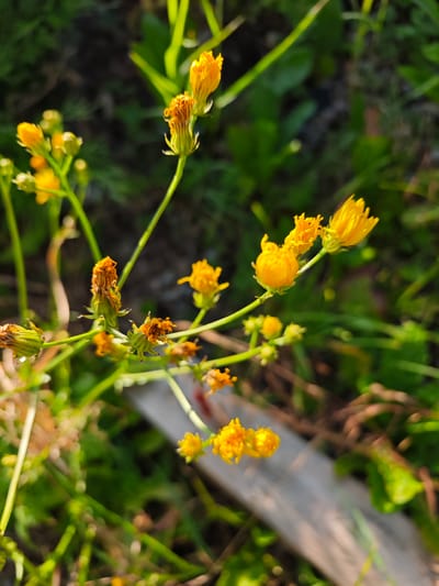 A close-up, slightly overhead shot captures several small, bright yellow flowers in various stages of bloom and wilting. Some flowers are fully open with delicate petals, while others are tightly closed buds or have dried, browning centers. The flowers are attached to thin, green stems that extend throughout the frame. The background is a blur of green foliage and dark earth, suggesting an outdoor setting. A weathered, light-colored wooden plank is visible diagonally across the lower right portion of the image, partially obscured by the plants. The lighting indicates it is daytime, with sunlight casting highlights and shadows. The scene appears to be a natural or semi-natural environment, possibly a garden or a wild patch of land.