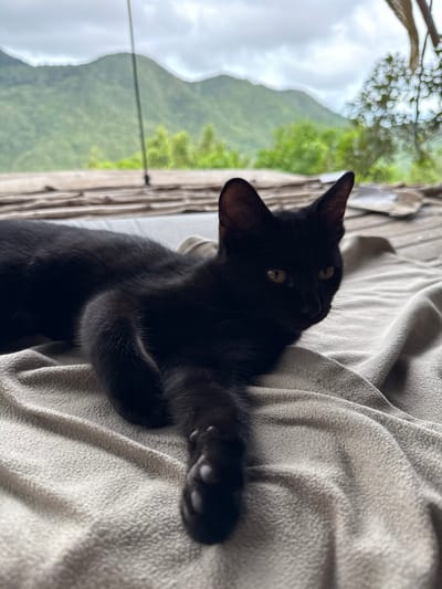 A black cat lies on a light-colored textured fabric, likely a blanket or cushion. The cat is facing upwards with its head tilted, looking at the camera. One paw is extended towards the viewer. In the background, visible through a structure of wooden slats, is a landscape of lush, green mountains under an overcast sky. The location is Moo 7, Thailand.