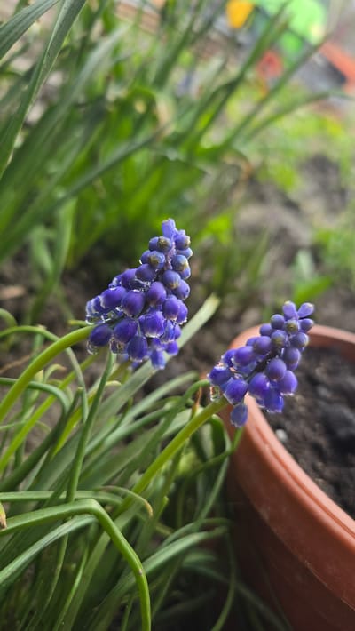 The image shows two grape hyacinth flowers, also known as Muscari, in a garden setting. The flowers are a vibrant purple-blue color with small, bell-shaped florets clustered tightly together. The flowers are slightly wet, possibly from dew or rain, with droplets visible on the petals. The background includes green, grass-like foliage and a portion of a terracotta-colored flowerpot. The overall composition is focused on the detail of the grape hyacinths and their immediate surroundings. There is nothing in the image to identify the location as Delianovtsi, Bulgaria.