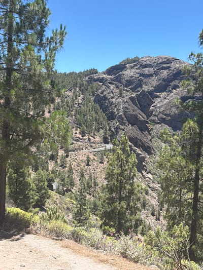 The image depicts a mountainous, natural landscape under a clear blue sky, likely in or around Tejeda, Spain, based on contextual information. In the foreground, a dirt path slopes downwards, bordered by dry grasses and some low-lying green and purple vegetation. To the left and right, the trunks of tall pine trees are visible, with their branches and needles extending into the frame.

Dominating the midground and background is a steep, rocky mountainside sparsely covered with evergreen trees. A winding road is visible traversing the hillside, appearing to be a paved mountain road. The rocky terrain shows signs of erosion and features various rock formations. The overall impression is one of a rugged, sun-drenched environment characterized by arid vegetation and significant geological features.