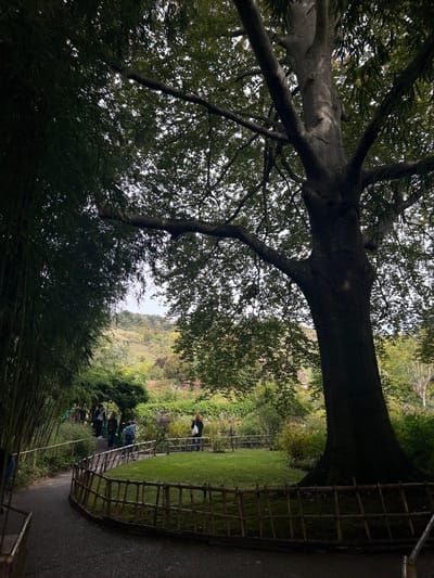 This image depicts a section of a cultivated garden in Giverny, France, under an overcast sky. A dark, winding paved pathway, possibly asphalt or gravel, curves from the lower left foreground into the midground. To the left of the path, a dense grove of tall, slender bamboo stalks forms a prominent dark green vertical wall and partial canopy. To the right of the path, a neatly maintained patch of green grass is enclosed by a low, rustic fence constructed from natural wooden poles arranged horizontally and vertically.

Dominating the right side of the frame is a large, mature deciduous tree featuring a thick, dark, multi-branched trunk and a dense canopy of green leaves that extends across the upper right portion of the image. Several individuals are present within the scene. A group of approximately five people is observed walking along the path in the midground, partially obscured by foliage and the bamboo grove. One individual stands on the grass patch near the large tree, positioned with their back to the viewer, wearing dark clothing with a light-colored top, and holding a white object. Further back, another individual in a blue shirt is partially visible among the garden plants.

The midground and background consist of various garden plants, shrubs, and flowering beds. A rolling hillside, densely covered in a mix of green and autumnal-toned foliage, rises in the distant background under a light gray, overcast sky, visible through gaps in the tree canopies.