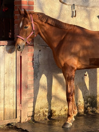 A chestnut-colored horse stands in what appears to be a stable or barn in Grad Labin, Croatia. The horse wears a pink halter and has a white blaze on its face. The building has a brick section at the base and a concrete upper portion, with a wooden door below. The ground appears to be a combination of concrete and dirt, with some vegetation present. The scene is lit by bright sunlight, casting strong shadows.