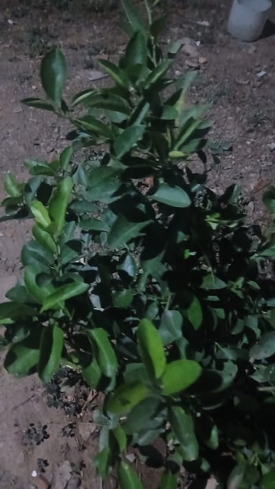 The image depicts a close-up view of a plant, likely a shrub or small tree, with green leaves. The setting appears to be outdoors, with a ground surface composed of earth and some scattered debris. There are no discernible people, clear subjects, or interactions visible in the frame. The environment is dimly lit, suggesting either nighttime or a heavily shaded area. There is a small white container in the corner. There is no information in the image to confirm that this image was captured in Putucual, Venezuela.
