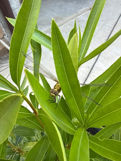A close-up, high-angle shot captures a dragonfly perched among vibrant green leaves. The dragonfly, primarily yellow and brown with translucent wings, is positioned on a leaf, its head facing left. Its compound eyes are prominent. The leaves are long, slender, and have distinct veining. The background consists of a light-colored, textured surface, possibly a paved area, with faint shadows. The image appears to be taken outdoors in Marinka, Bulgaria, in a natural or garden setting. There are no people or interactions visible.