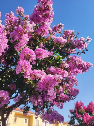 A close-up, low-angle shot captures a vibrant display of pink crape myrtle flowers against a clear blue sky. The blossoms are abundant, forming dense clusters on thin branches, with some buds and darker, spent flowers interspersed. Dark green leaves peek through the floral profusion, adding depth to the foliage. In the background, a two-story building with a terracotta roof and yellow walls is visible, with glimpses of windows and balconies. The building suggests a residential setting, likely in a town or city. Further in the background, another crape myrtle tree with brighter pink flowers is visible, creating a sense of layered color. The overall scene is bright and sunny, indicative of a warm day. The location is identified as Valverde de Leganés, Spain.