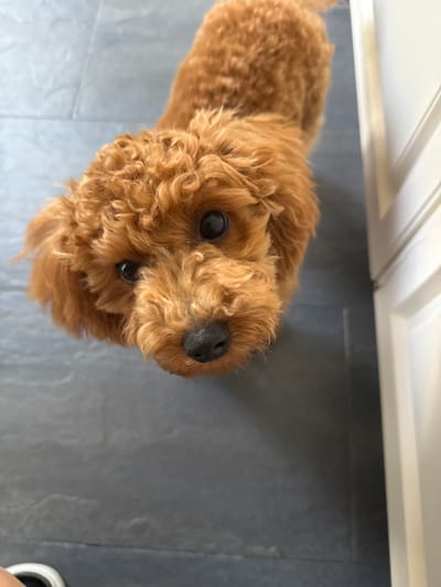 An overhead shot shows a small, light-brown poodle on a gray tiled floor, close to white cabinets. The dog is looking upwards. A partial view of a shoe is visible in the lower right corner.