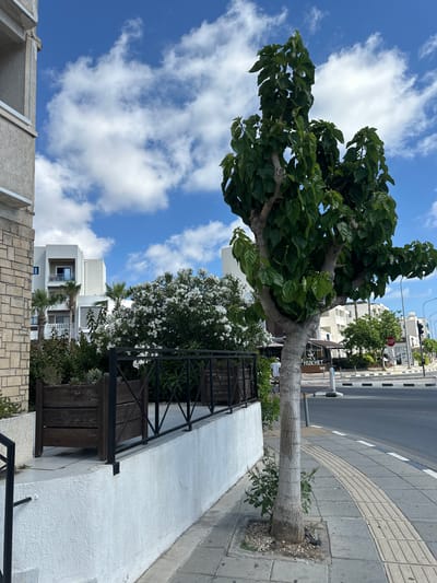 This media file captures an outdoor scene in Paphos Municipality, Cyprus, featuring a large tree with lush green leaves in the foreground. The tree is situated on a sidewalk next to a street, with buildings and more trees visible in the background. A white fence runs along the sidewalk, and some potted plants and wooden planters are also present.
The sky is a vibrant blue, dotted with fluffy white clouds, suggesting fair weather. The lighting indicates it's daytime, likely late morning or early afternoon. The overall atmosphere is one of a well-maintained urban or semi-urban environment, possibly a residential or commercial area given the presence of buildings and a street.
There are no people visible in the frame. The focus is on the natural elements, the architecture, and the urban infrastructure. The image is oriented vertically, as if taken while standing and looking upwards at the tree and sky, or perhaps the device was rotated before capture.
Visible text includes "STOP" on a traffic sign in the distance and partially visible text on a sign that appears to read "PHUKHET THAI". This could indicate a restaurant or establishment in the vicinity. The scene is peaceful and static, with no discernible activity other than the implied passage of time and the natural growth of the plants.