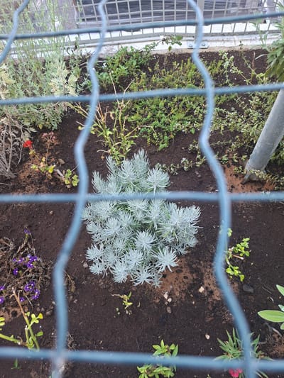 The image shows a close-up view of a garden bed viewed through a blue metal fence. The garden bed contains various plants, including a prominent silvery-blue plant in the center, which appears to be lavender. To the left of the lavender, there are smaller plants with purple flowers. The soil is dark brown, with some scattered pebbles and organic matter. In the background, there are more plants and a white structure, possibly part of a building. A grey metal pole is visible on the right side of the frame. The overall impression is that of an outdoor urban garden.