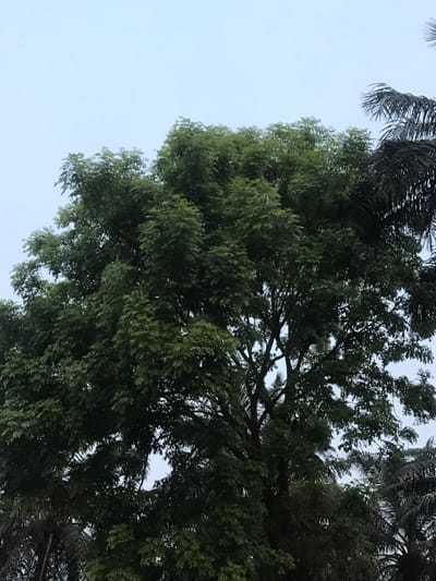 The upward-angled shot features a dense canopy of green trees against a pale sky. The leaves are clustered in layered formations, creating a textured effect. Darker palm fronds appear at the edges, contrasting with the lighter green foliage. Branches are visible within the canopy, adding depth. The image evokes a sense of looking up into a lush forest from below.