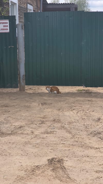 This rotated image captures an outdoor scene featuring a green corrugated metal fence, light brown ground, and an orange and white cat.

The main subject is a tall, dark green corrugated metal fence that spans horizontally across the left side of the frame. To the right of the fence is an expanse of light brown, sandy or dirt ground, showing distinct tire tracks and other imprints. An orange and white cat is visible on this ground, close to the fence, appearing to be in a resting or watchful posture.

In the background, behind the main fence, parts of wooden buildings and some sparse green foliage or tree branches are visible beneath a bright sky. A grey metal pole or pipe extends vertically in the lower-left portion of the image, partially obscuring the fence. Another horizontal pipe or beam is positioned above a lower section of the green fence, which appears to be part of a gate or another structure.

A red and white sign is attached to this lower fence section. The visible Cyrillic text on the sign reads: "ОСТОРОЖНО! ЗЛАЯ СОБАКА," which translates to "CAUTION! VICIOUS DOG." The bright lighting suggests it is daytime, likely sunny. The overall setting implies a rural or semi-rural environment, consistent with the given location context of Lensk, Russia. No specific activity beyond the cat's presence is depicted.