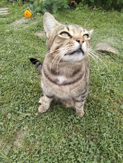 A tabby cat with green eyes is sitting on a patch of green grass with some clover. The cat is looking up and to the right, with its mouth slightly open. The cat has dark stripes on its body and tail, and a white patch on its chest. In the background, there are some orange flowers and green plants. The scene appears to be in a backyard or park. The image was taken in Bystryk, Ukraine.