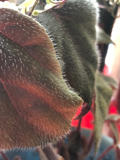 This is a close-up, macro photograph of a plant leaf, likely an ornamental houseplant, with a fuzzy texture. The leaf is predominantly dark green with a reddish-brown underside that is illuminated from behind, creating a translucent effect. Numerous small, white, hair-like structures (trichomes) cover the surface of the leaf and its edges. The background is blurred, with hints of red and green from other parts of the plant and possibly artificial lighting. The image does not depict any urban environment, structures, or people, and therefore, no location in the city of Пионерский, Russia can be inferred.