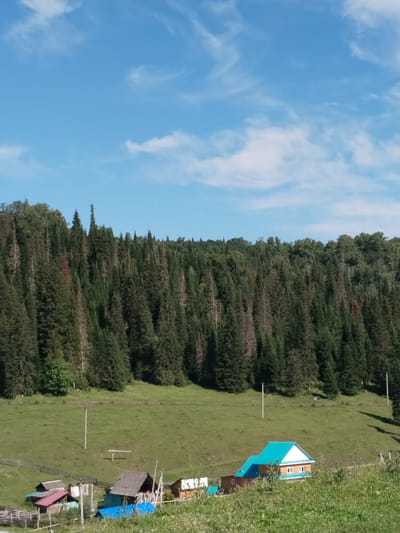 This image depicts a pastoral landscape in the city of Brish, Russia. The foreground features a collection of small, rustic buildings, some with brightly colored roofs, nestled among greenery. A wooden fence runs along the left side of the image. Beyond the buildings, a vast, verdant meadow stretches upwards towards a dense, evergreen forest that covers a hillside. The trees are predominantly tall and conical, suggesting a coniferous forest typical of northern regions. The sky above is a clear, vibrant blue, dotted with a few wispy white clouds. The overall impression is one of natural beauty and rural tranquility, bathed in natural daylight. There are no people visible in the image.