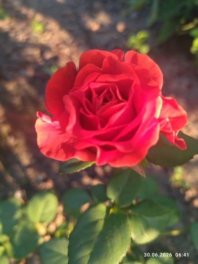 The image shows a close-up of a vibrant red rose with layered petals in sharp focus. The rose is positioned in the upper center of the frame, with its bloom angled slightly to the left. Green leaves are visible below and around the rose, some in focus and some blurred. The background is a mix of soft, out-of-focus brown soil and dappled sunlight, suggesting an outdoor environment, possibly a garden. In the bottom right corner, a timestamp is visible: "30.06.2026 06:41". This image is not specific to Zavodske, Ukraine, as there are no geographical markers or identifiers present.