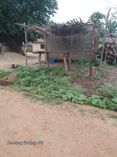In Dokan Tofa, Nigeria, a scene unfolds near a modest, light-colored building with a red roof, partially obscured by a large, leafy tree. In the foreground, a dirt path leads towards a makeshift shelter constructed from concrete blocks and topped with dried branches and leaves. A wooden bench or table is positioned under the shelter. Surrounding the shelter is an area with lush green vegetation and some scattered dirt. To the right of the shelter, a pile of cut logs is visible. The ground in the foreground is predominantly sandy with patches of grass. The sky above is overcast.