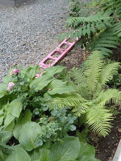 The image shows a garden area with various plants and landscaping elements. In the foreground, large green hosta leaves dominate, interspersed with a bush of small pink and white roses, some of which are blooming. To the right, a vibrant green fern with delicate fronds grows. Behind the hostas, a pink painted cinder block forms a decorative border, partially filled with soil and small plants. The background consists of a gravel path and the foliage of larger, feathery-leafed plants. The scene appears to be an outdoor garden in a residential or public space. The specific location in the city of Ақши, Kazakhstan, is not discernible from the visual information provided in the image.