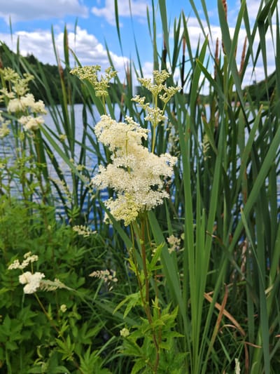 This media file shows a close-up of white, frothy flowers growing in a natural setting. The flowers are clustered at the tops of tall, slender stems, with smaller clusters appearing lower down on the plant. Behind the flowers, there is a body of blue water, possibly a lake or river, with ripples on its surface. Tall, green reeds or cattails are visible growing along the edge of the water, creating a dense background. In the distance, a wooded hillside is visible under a sky with scattered white clouds. The overall scene suggests an outdoor, daytime setting, likely during warmer weather. There is no visible text in the image.