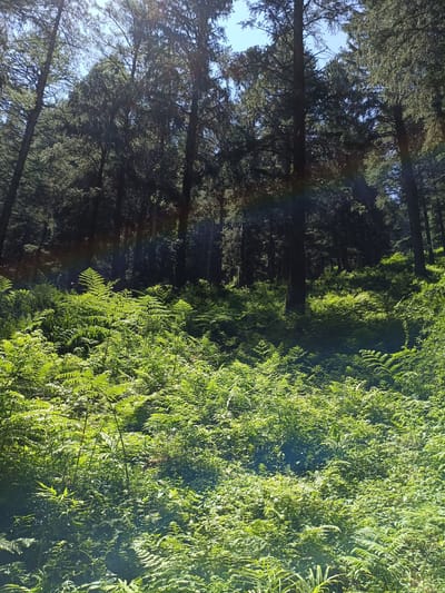 The image captures a dense forest scene in Sarsai, India, characterized by tall, dark-barked trees reaching towards a bright blue sky. Sunlight filters through the canopy, illuminating a thick undergrowth of vibrant green ferns. A subtle rainbow-like band of color arcs across the upper portion of the image, hinting at atmospheric conditions. The terrain appears to be sloped, with the ferns creating a lush carpet that extends into the shadowed depths of the forest. No people or specific actions are visible, suggesting a natural, undisturbed environment.